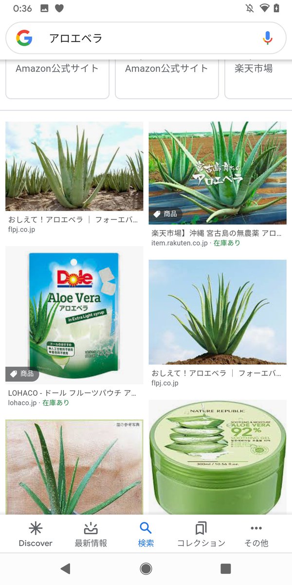 サクラ Dqmsl アルスト アロエベラってなに とおもいつつ2年半くらいたってたんやけど アロエ やった なんであえてベラ付きだったんだろうかw アロエ属に属する多肉植物の一種 アラビア半島南部 北アフリカ カナリア諸島 カーボベルデが