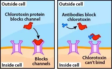 Cómo funciona? Déjenme darles el ejemplo con los antivenenosUn veneno de serpiente de igual forma necesita reconocer las células para hacerle daño. Si yo al cuerpo le meto anticuerpos que lo reconozcan, estos se unen, cambian su forma y ya la célula no los reconoce