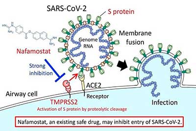 Es muy muy similar: Las proteínas del virus se unen a receptores ACE2 y que con la ayuda del TMPRSS2 logran el reconocimiento y así es como pueden entrar a la célulaRecuerdan que les dije que si el virus no es reconocido y no entra no hace el daño que puede hacer?