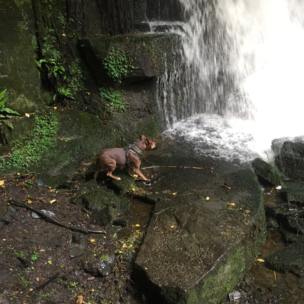 OneLoveGreen1's tweet photo. #Waterfall #dog #northyorkshire #england #countryside https://t.co/hxiCNjXTed