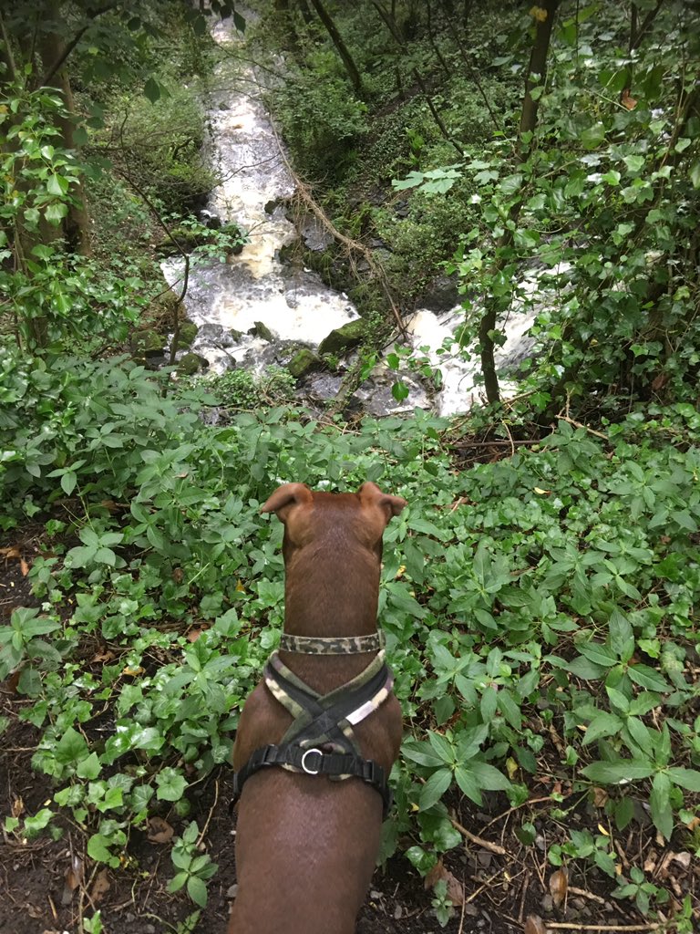 OneLoveGreen1's tweet photo. #Waterfall #dog #northyorkshire #england #countryside https://t.co/hxiCNjXTed