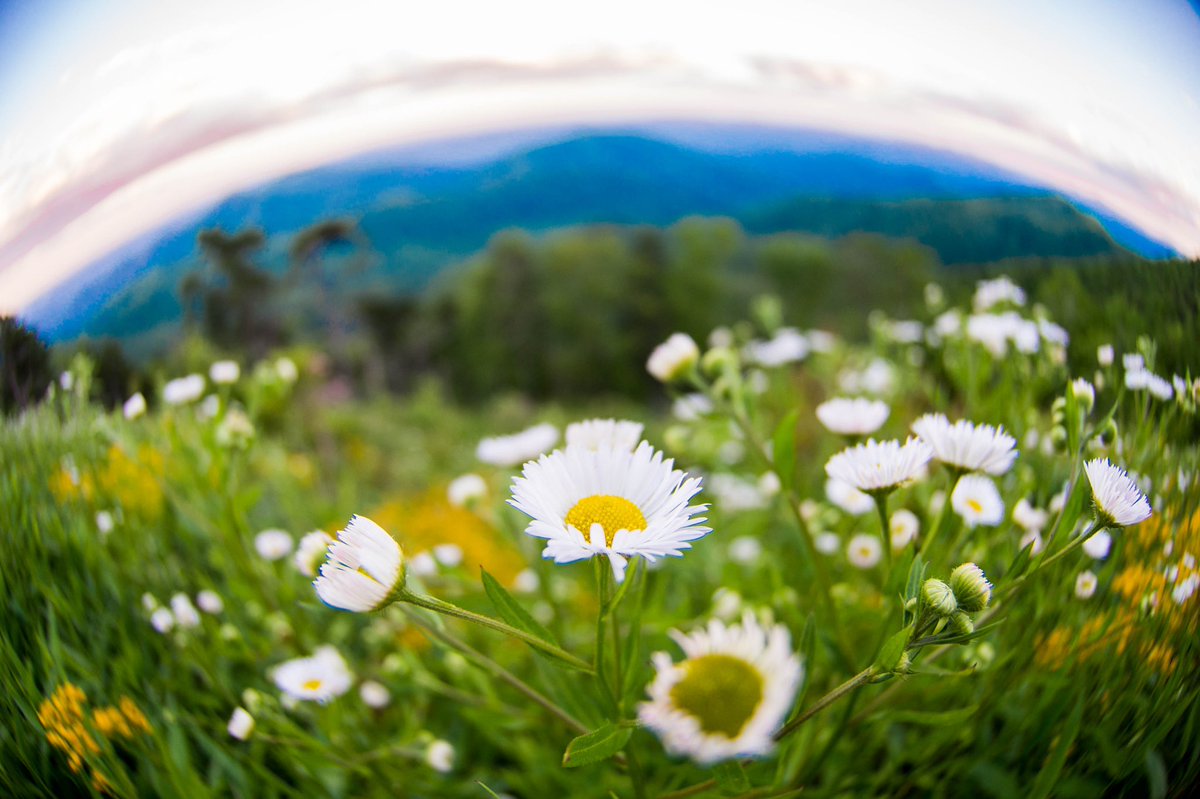 ChrisRiefPhoto's tweet photo. ๐โฐโฃ๐ผโฃ
โฃโฃ
๐ @BlueRidgeNPS #FindYourPark #FindYourSunset #BlueRidgeMountains @NP_Geek #NationalParkGeek @HelloRangerUSA #UnitedByNature @VisitNC #VisitNC #Fisheye https://t.co/NqeGj5kvHe