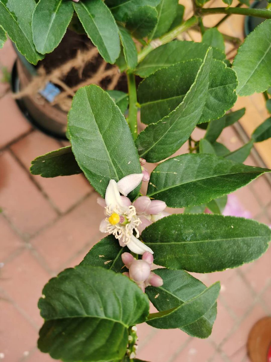 Everlander1's tweet photo. lemon tree https://t.co/zh9uZG44en