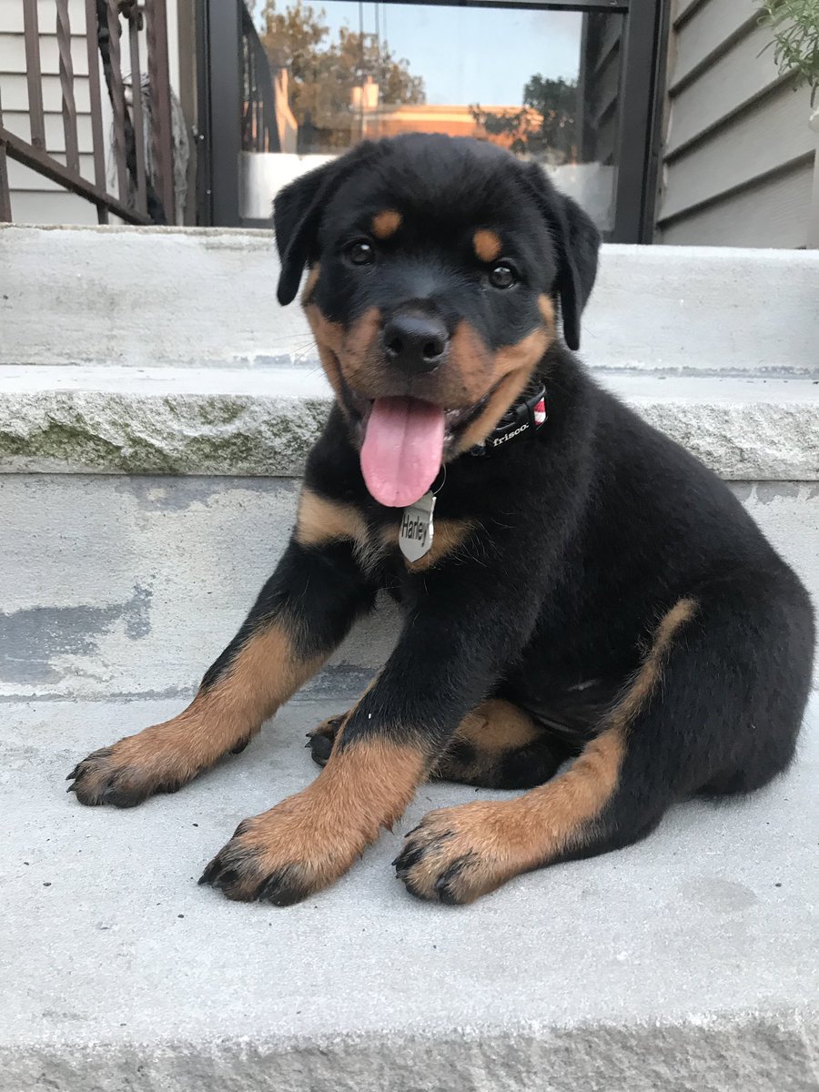 subtlenycguy's tweet photo. Harley meets the World, the World meets Harley 🐶 #FirstDayHome #Rottweiler #Quinn https://t.co/HTrvyqzWv9