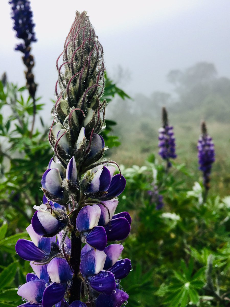 LJohanaGarz's tweet photo. No perdamos estas maravillas, su existencia es más valiosa que el oro mismo. Lupinus Bogotensis a 3500msnm #NOMineriaenPáramos #NOaRedesdeAltaTensión #NOFrack #ConMinesaMasPobreza https://t.co/9tX0qBCa3l