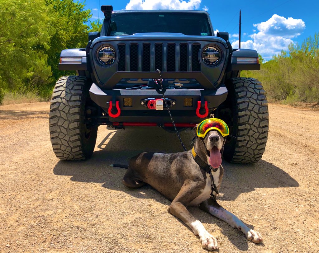 Alright...Melo is entered in the #jeeptopcanine #contest that <a href="/Jeep/">Jeep</a> is currently doing! Make sure to like this guy and let Jeep know to make him the canine face of Jeep this year!