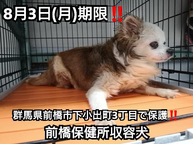 ろくねこ 8月3日 月 期限 群馬県前橋市下小出町3丁目で保護された 茶白毛のチワワくん 10才くらいのおとなしい小型の男の子で 18日からうろついていました 拡散希望 オス 前橋保健所収容犬 迷い犬 迷子犬 7月日保護 T Co