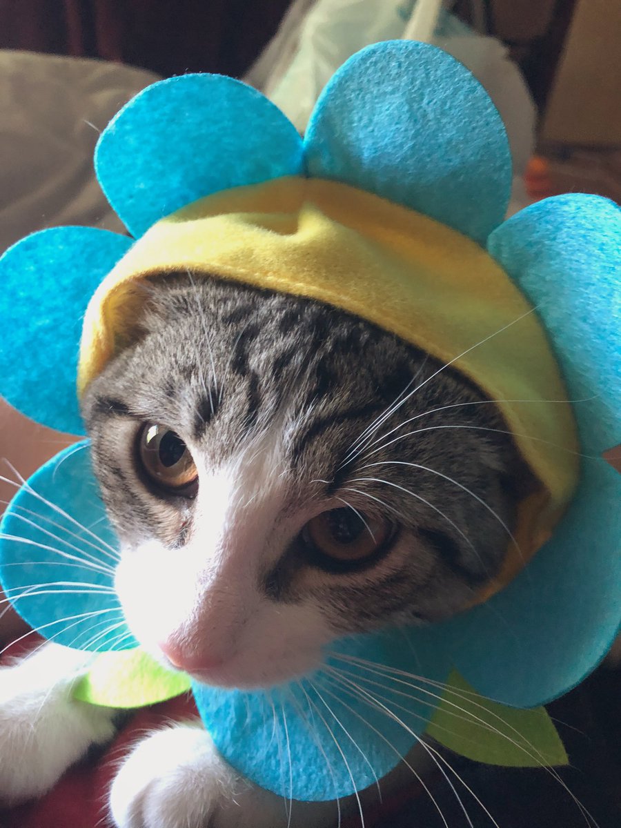 MMalarney's tweet photo. Ordered Luna a lil flower hat and tried to take some cute photos 🌻🌼🌸🌺 she said no 💔😾 https://t.co/Up7aStXPV4