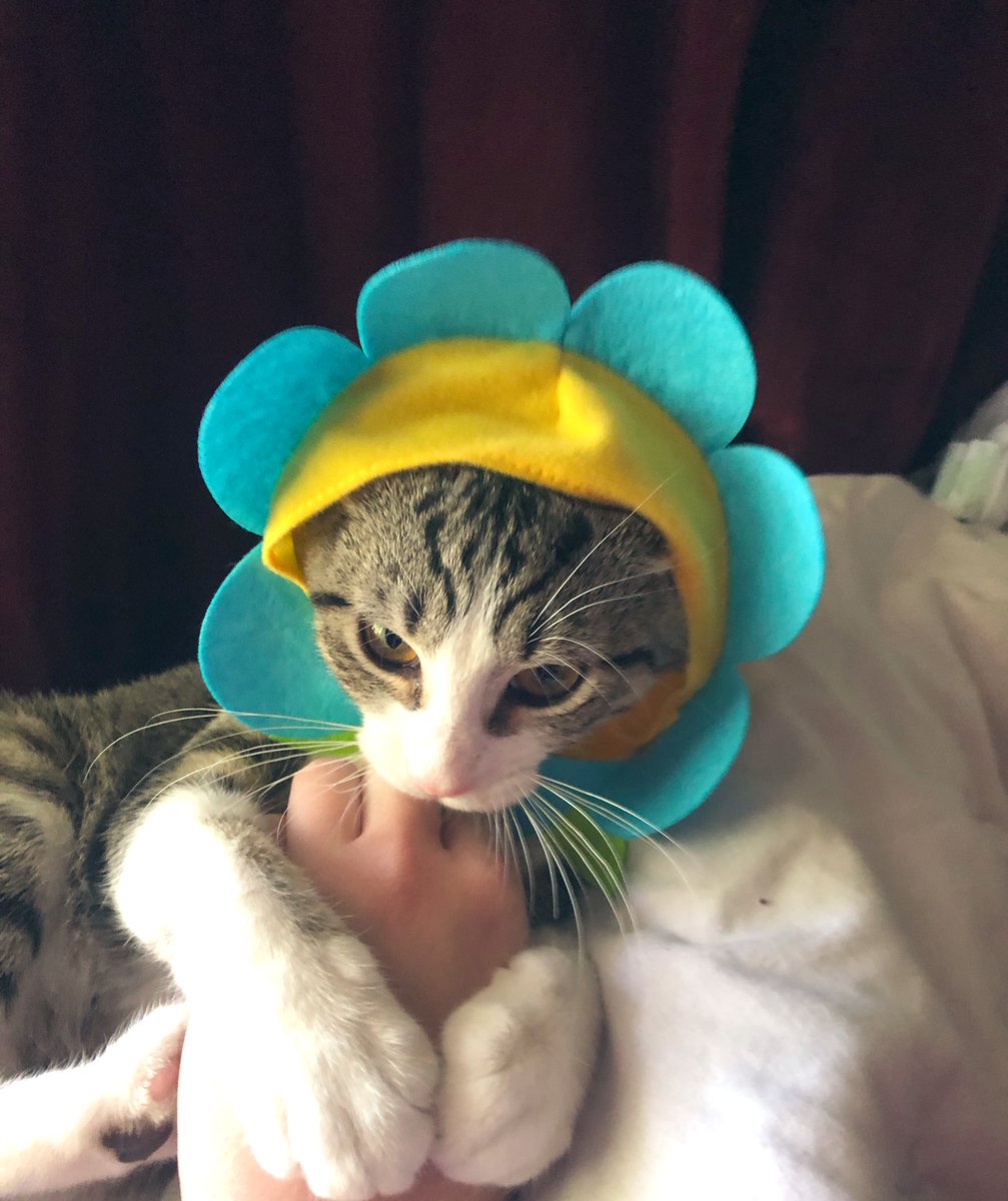 MMalarney's tweet photo. Ordered Luna a lil flower hat and tried to take some cute photos 🌻🌼🌸🌺 she said no 💔😾 https://t.co/Up7aStXPV4