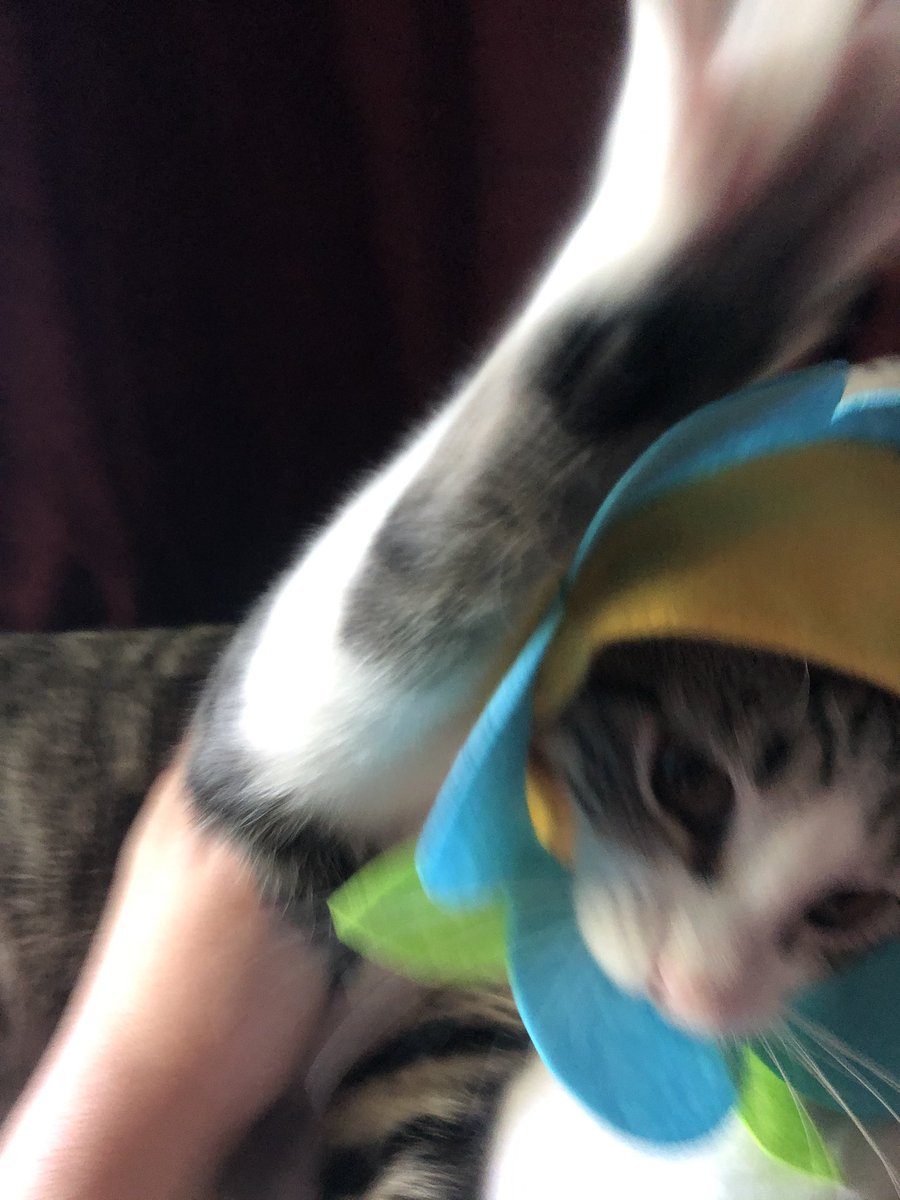 MMalarney's tweet photo. Ordered Luna a lil flower hat and tried to take some cute photos 🌻🌼🌸🌺 she said no 💔😾 https://t.co/Up7aStXPV4