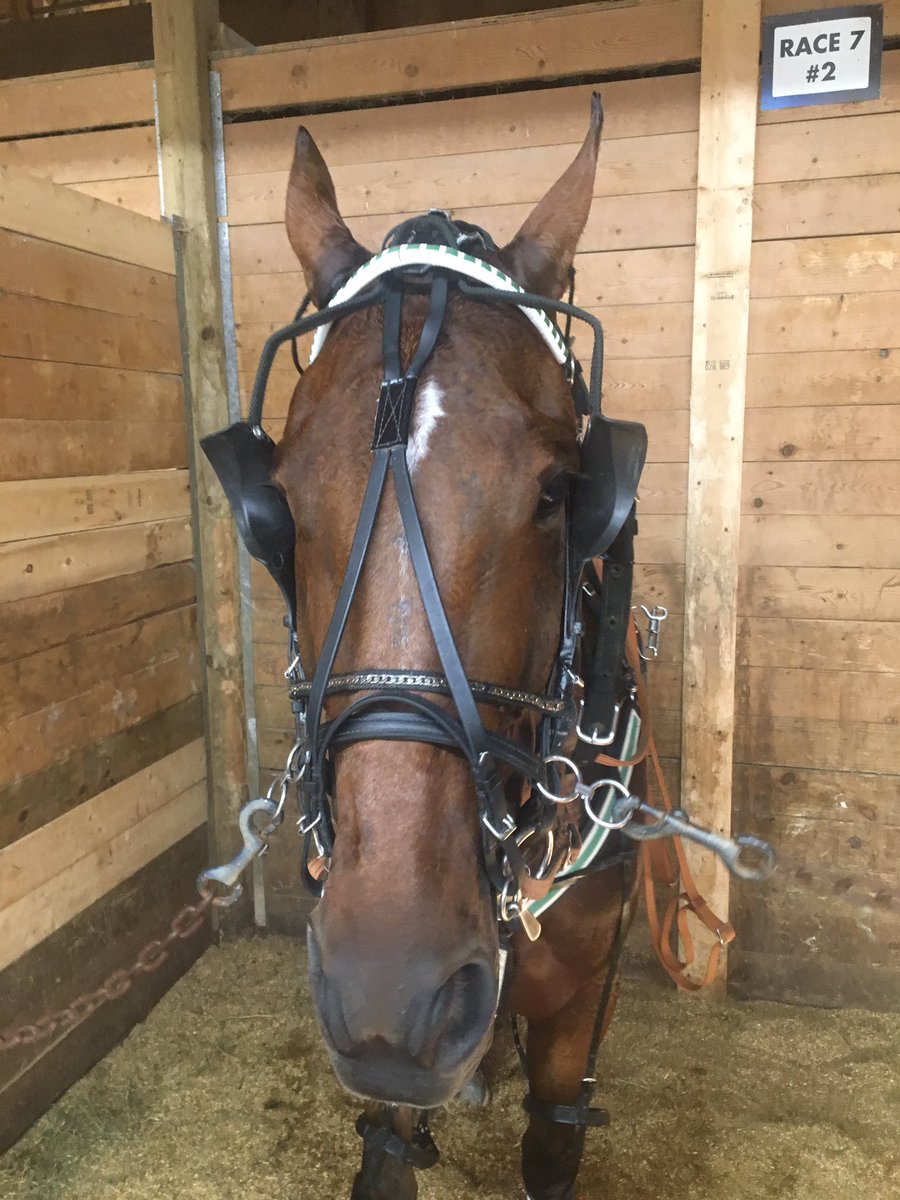Gowelchkin's tweet photo. Miss Emily’s Best Bet of the night is getting his game face on !!#BridgeToJesses https://t.co/tszsfsm4tt