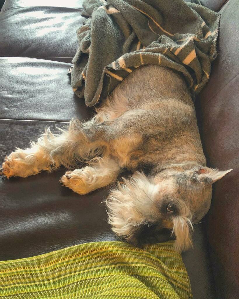 muffinjai's tweet photo. This sofa is mine 🤣😂😅 It’s my napping place this afternoon 🥱😴🐶🐾🇨🇦 #SpoiledDog https://t.co/6wxHik3wYR #dogsofinstagram #dogsoftwitter #schnauzergang #schnauzeroftwitter #schnauzer #minischnauzer #miniatureschnauzer #schnauzers #minischnauzers #miniatureschnauzers #muffi… https://t.co/GtpCAUyLDe