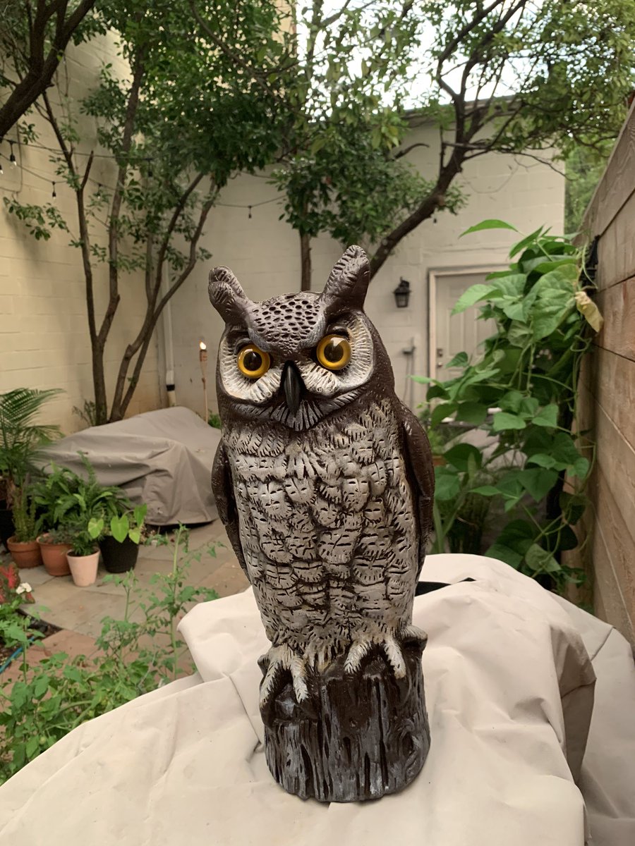 RB4BT's tweet photo. The only thing this damn owl scared was me and my dog. #QuickRants #FreeGrapes https://t.co/SysvNEZEwH