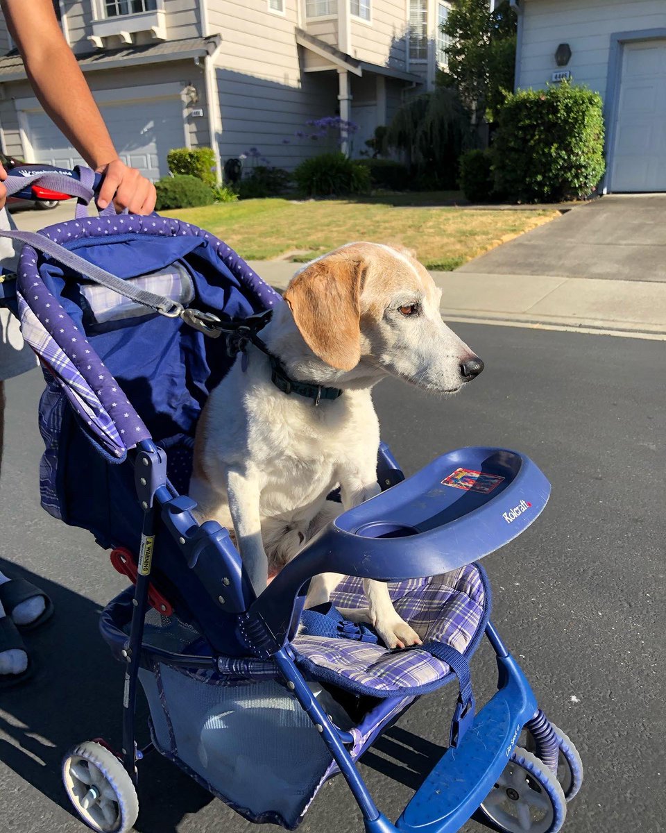 ShahJoshua's tweet photo. Current stem cell procedures target exactly what Sparky is currently facing. Cutting edge technology not only promises freedom from these ailments, but vet consultation fees and estimates ensures financial burden. https://t.co/LEdnvSuFKm