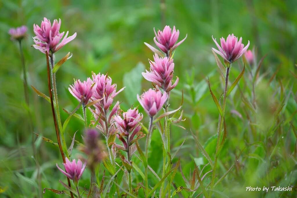 エクスプローラーカナダホリデーズ 夏の花 国立公園入園規制一部緩和 山野草 高山植物 絶景 山が好き 圧倒的 カナダ感 カナディアンロッキー バンフ バンフ国立公園 カナダ エクスプローラーカナダホリデーズ Explorercanadaholidays T