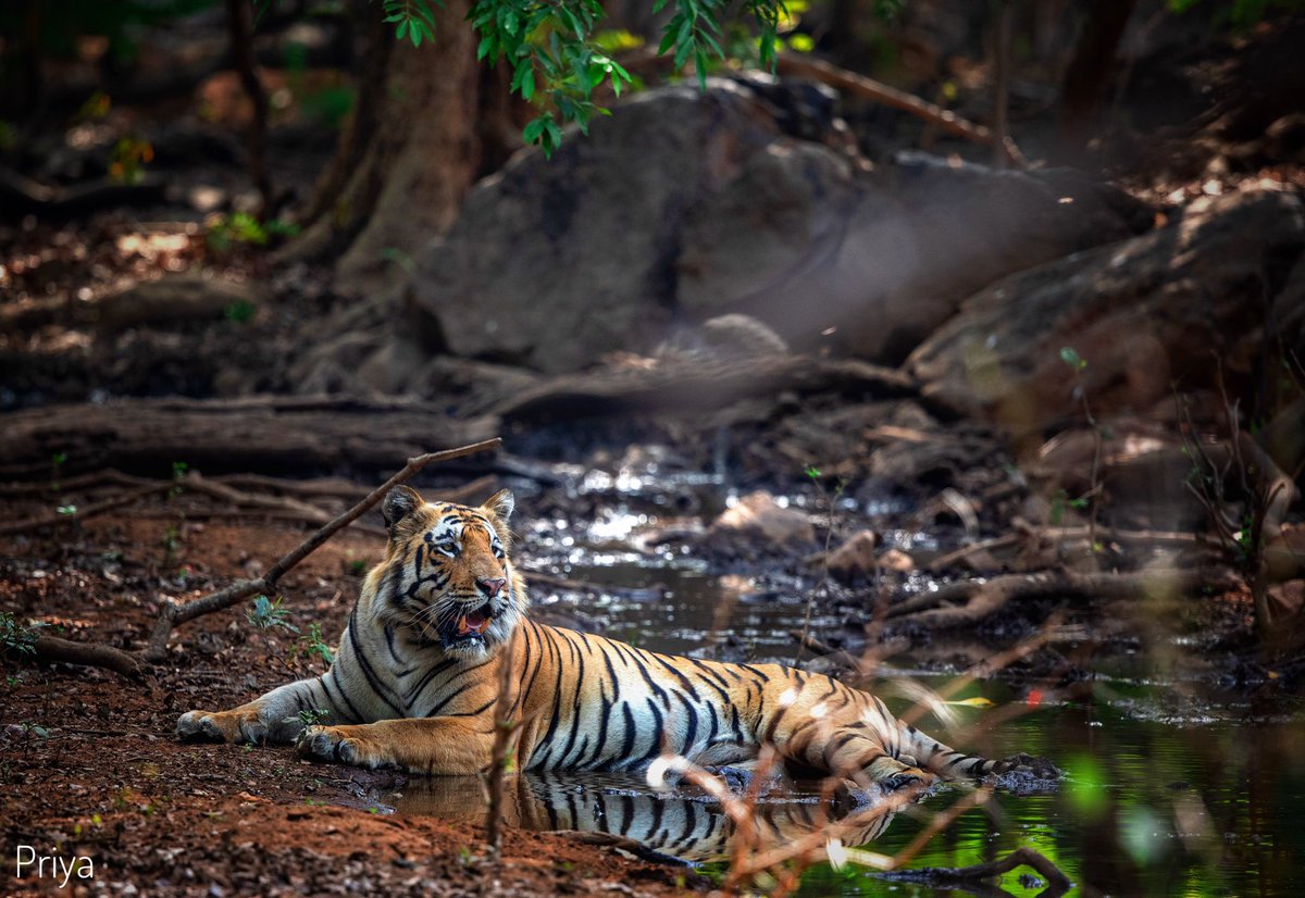 malllige's tweet photo. In the wild, The tiger may see you hundred times before you see it once ! 

#GlobalTigerDay https://t.co/bzcpwEIA3z