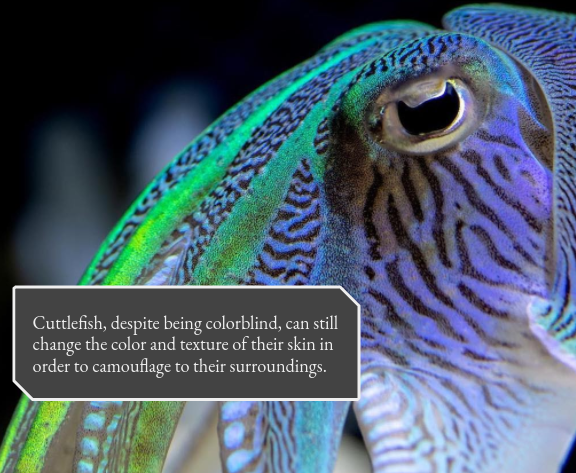 Cuttlefish_Club's tweet photo. Cuttlefish, despite being colorblind, can still change the color and texture of their skin in order to camouflage to their surroundings.

What is your favorite color?

#cuttlefishfacts #animalfact #cephalopod https://t.co/TsCeuBKZGF