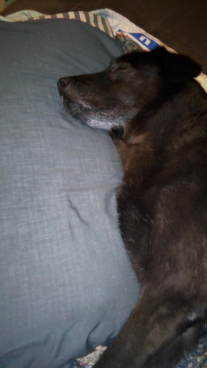 DonnaKe99061906's tweet photo. He had a sedated exam at the oncologist today.  We are at 1 year post diagnosis and still no indication of cancer recurrence!! Kicking canine cancers ass is hard work. #caninecancer #rescuedog #happiness #dogs @VetCancerGroup @ClearCanineCncr @PetCureOnc @perseusfound https://t.co/fkhRDBLRyV
