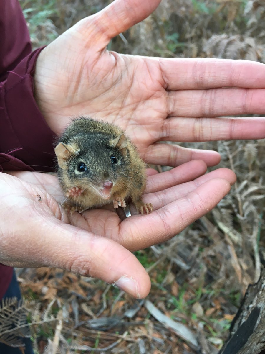 ErinBThomas's tweet photo. When I signed up to help @wildgaltales radio collar yellow footed antechinus I didn’t compute how small their lil collars would be!  #ecologytwitter can anyone beat this little dude for the tiniest tracker? #fieldwork #AcademicTwitter https://t.co/qpzXQTaL7s