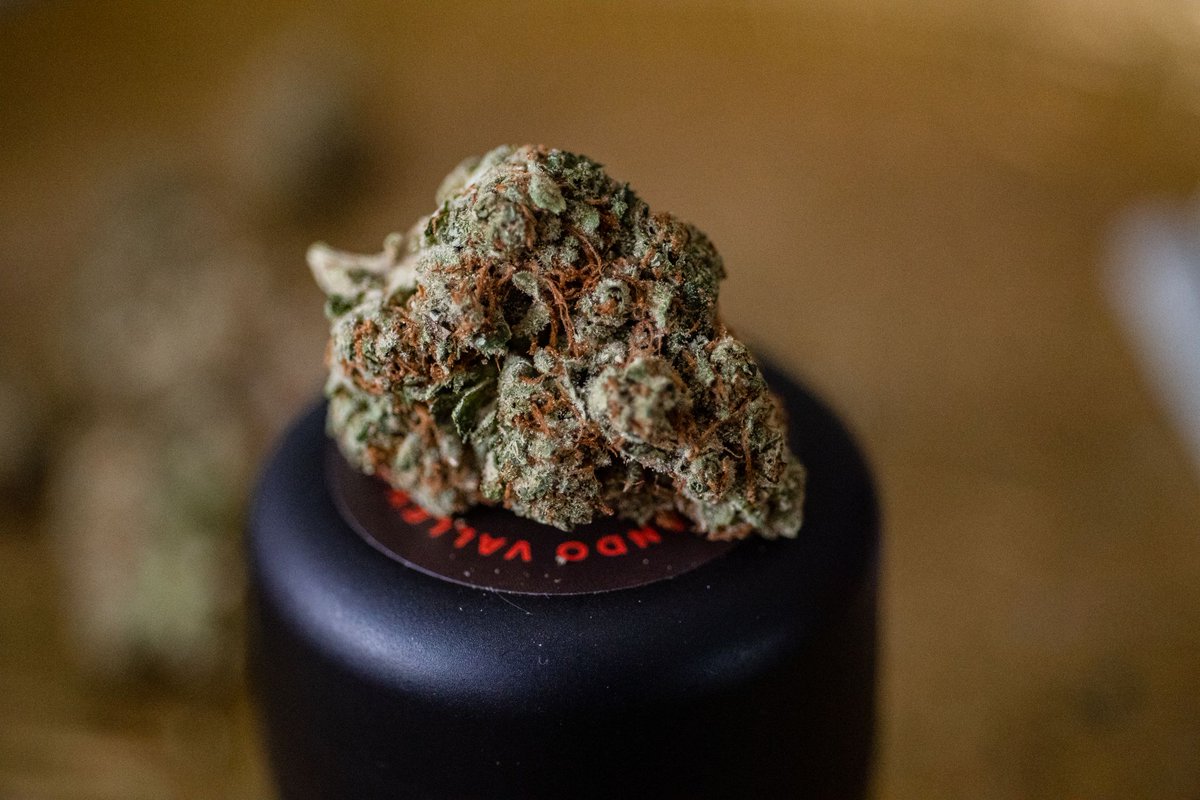 Here’s a dope nugshot of our San Fernando Valley OG strain. SFV OG has a terpene-rich, earthy, lemony smell giving it a popular relaxation effect. But it won’t get you stuck on the couch.
