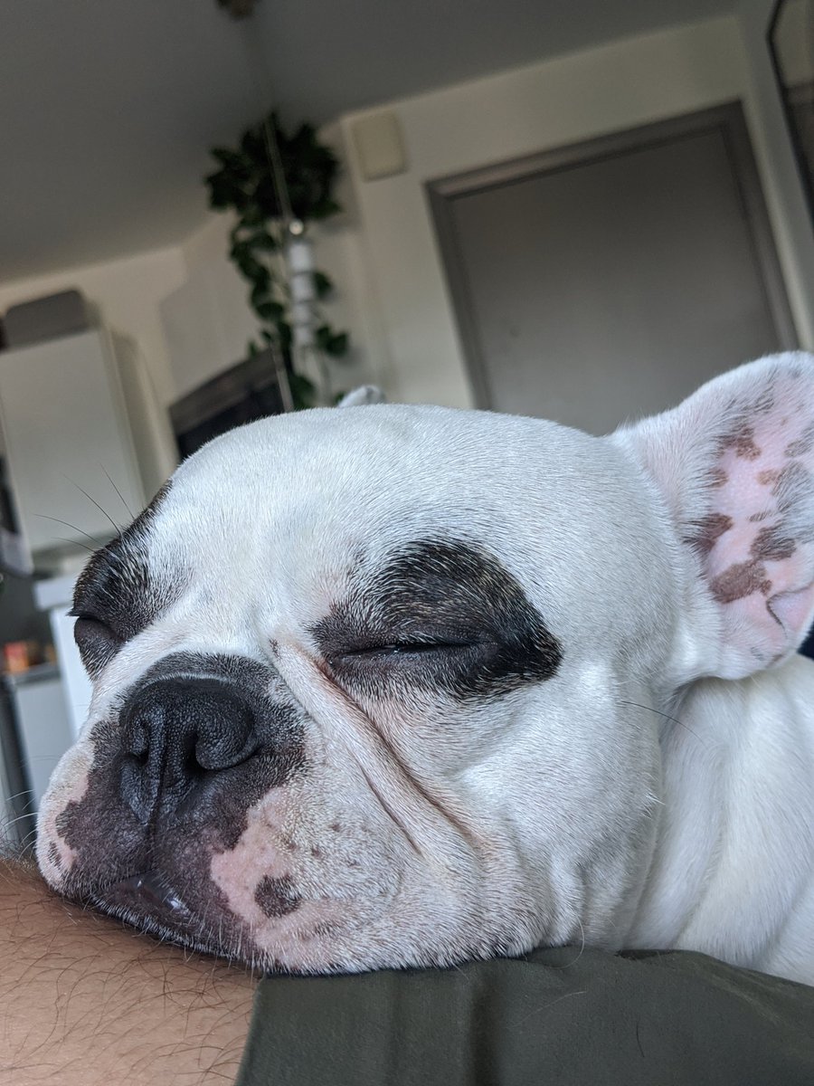 artofalbertsoto's tweet photo. #Podrick won't let me get up from my break https://t.co/CXot1DUssS