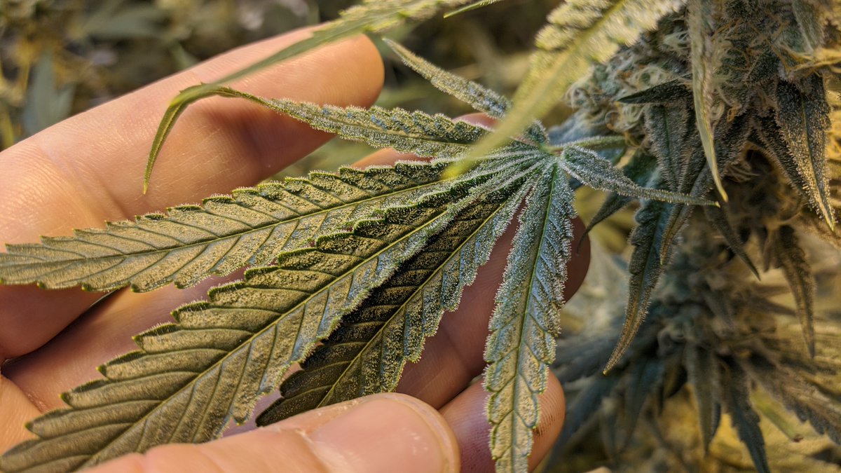 StickyOnly's tweet image. #K-Smorz #komathegrower #ProlificCoastSeed😂