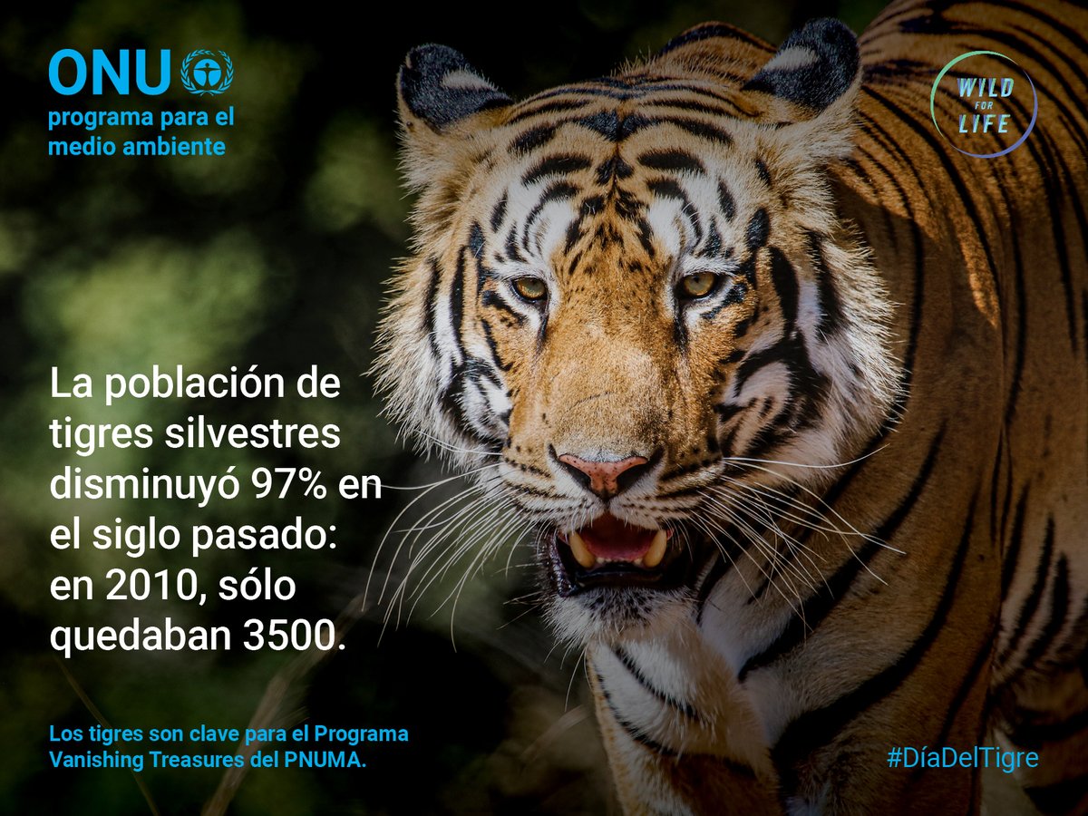 unep_espanol's tweet photo. Hoy es el #DíaDelTigre🐯

Cazadores y traficantes son los mayores enemigos de este felino.
Su piel, dientes y garras son usados como ornamento. Sus huesos con fines medicinales.
Quedan muy pocos en estado salvaje.

¡Frenemos el #ComercioIlegal de vida silvestre! #FerozPorLaVida https://t.co/9X8IdSXw0w