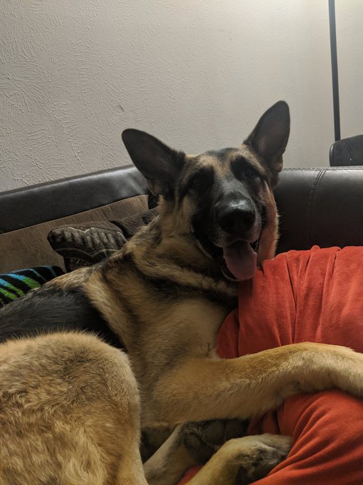 He keeps stealing my pillow, and he's not sorry. https://t.co/68KC2mTpYV<a href="/tag/superfan"class="tags"><span>#superfan</span></a>