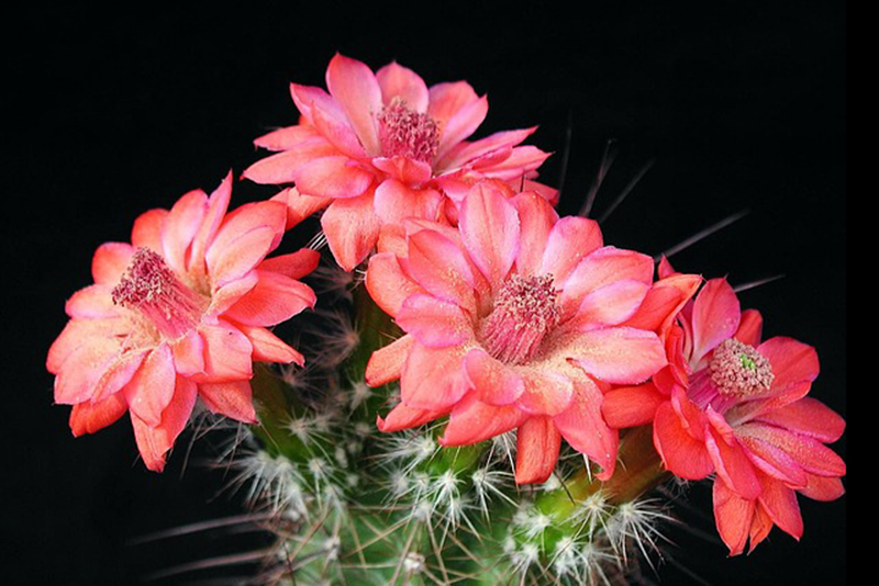 文一総合出版 公式 つ 新刊続々発売中 つづき 石鹸のようなもの という意味で 石鹸体 さぼんてい と呼ばれるようになったとする説が有力です T Co 7pvl0ycjac Twitter