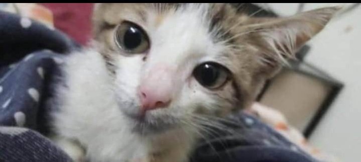 HasnainRiaz_'s tweet photo. Ashamed being part of this society!
Where cat are not protected from being raped. Then why not something wrong happen in our country! 
خدا رحم کرے ہم پر بس🙂!
#kittenrape https://t.co/pQeWP92vgv