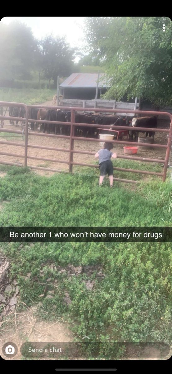 mxgrady80's tweet image. Gotta have helpers with the hobby grass calves