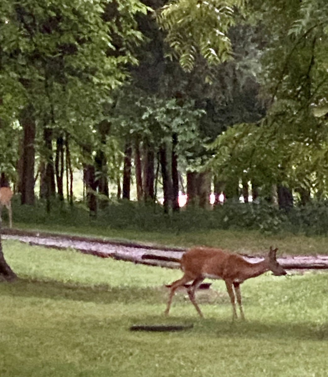 We stayed in the TN State Park another day because it’s pretty awesome. Big storms today but evening visitors and beautiful sunset soothed our tortured souls. No COVID worries here. 