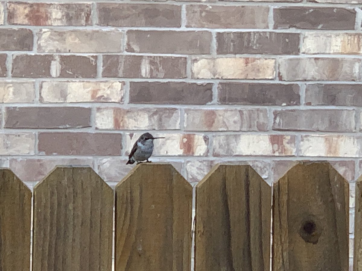 chemelnalis's tweet photo. This hummingbird visits every day and spends a long time with us when we sit on the back porch. Hummingbirds symbolize joy, love and good luck. We definitely feel the good luck! @chemelnalic #lovenature #bondingwithnature #appreciatingthesimplethings https://t.co/La258fxPDh