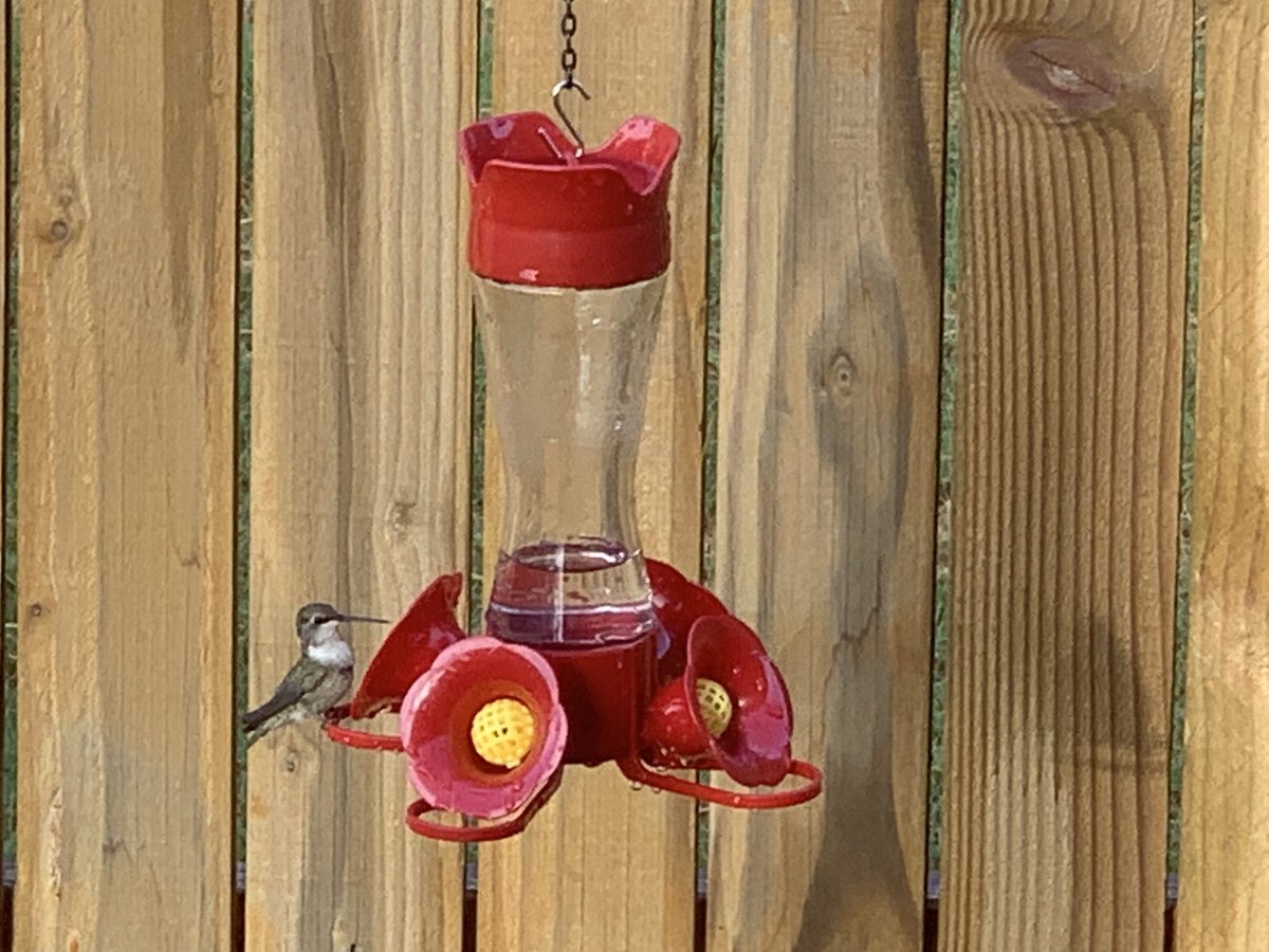 chemelnalis's tweet photo. This hummingbird visits every day and spends a long time with us when we sit on the back porch. Hummingbirds symbolize joy, love and good luck. We definitely feel the good luck! @chemelnalic #lovenature #bondingwithnature #appreciatingthesimplethings https://t.co/La258fxPDh