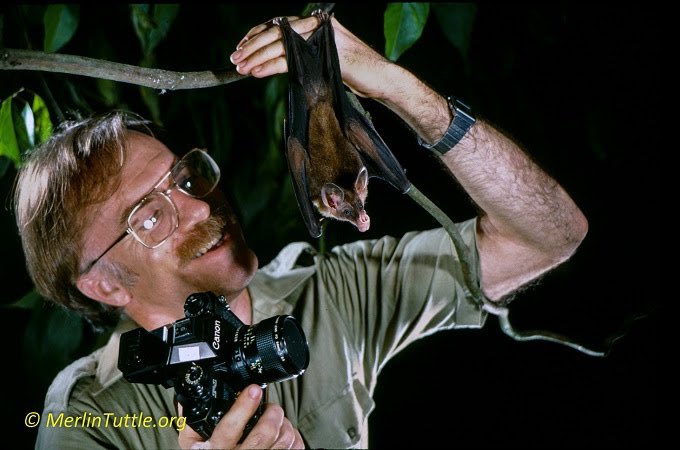 I must start with my childhood hero, the man that put bat conservation on the map, Founder & former Head of Bat Conservation International, Merlin Tuttle. He retired from BCI in 2009 & founded Merlin Tuttle’s Bat Conservation ( @MerlinsBats) in 2014.  https://www.merlintuttle.org&nbsp;2/