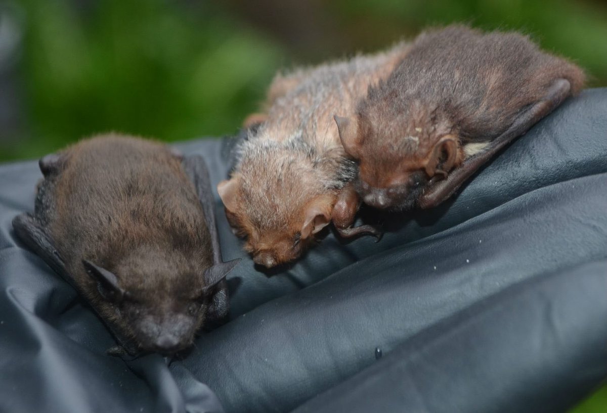 Also in Texas is Austin Bat Refuge ( @AustinBatRefuge), a staple of the Austin bat community and home to the “bat garden,” a garden and flight cage for rehabilitation and training batlings to fly before releasing them back into the wild. https://austinbatrefuge.org/ 7/