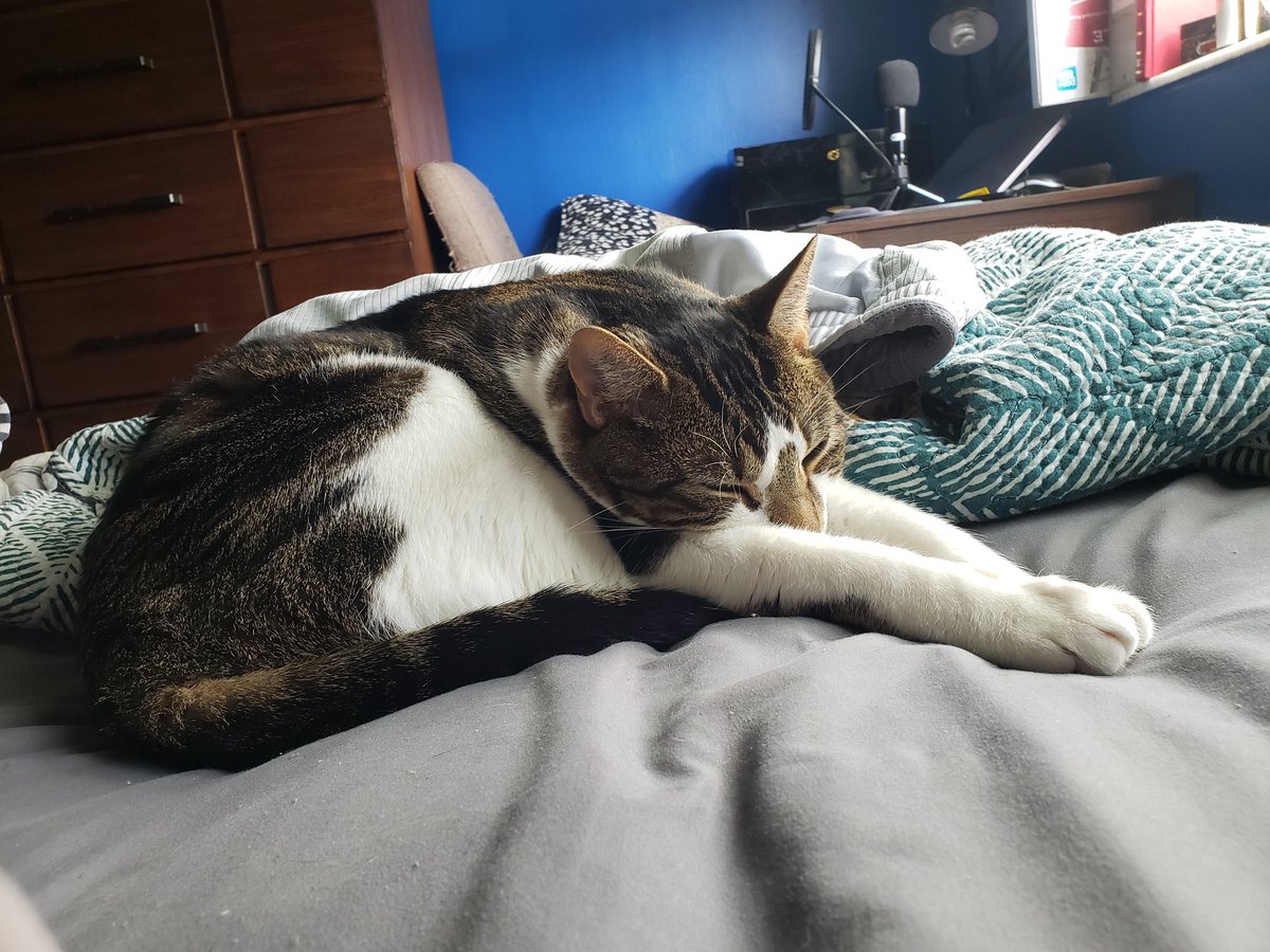 'This is me moving into my comfies sleeping position. Momma loves this position as she loves my long legs. Do you likes it furriends?'-Orion #catslife #catsofinstagram #CatsOfTwitter #NovaOrionshow #orion #catlove #catlover #catsleep #catsleepingpositions