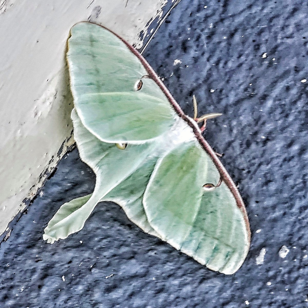 take_only_pics's tweet photo. We came across a luna moth. They hatch, reproduce, and then they die. They accomplish nothing and serve no purpose in the precious few hours they are on this planet - but they are, oh, so beautiful. 

And that is more than enough. We should all be so lucky. 

#NaturePhotography https://t.co/1o0nHV60v6