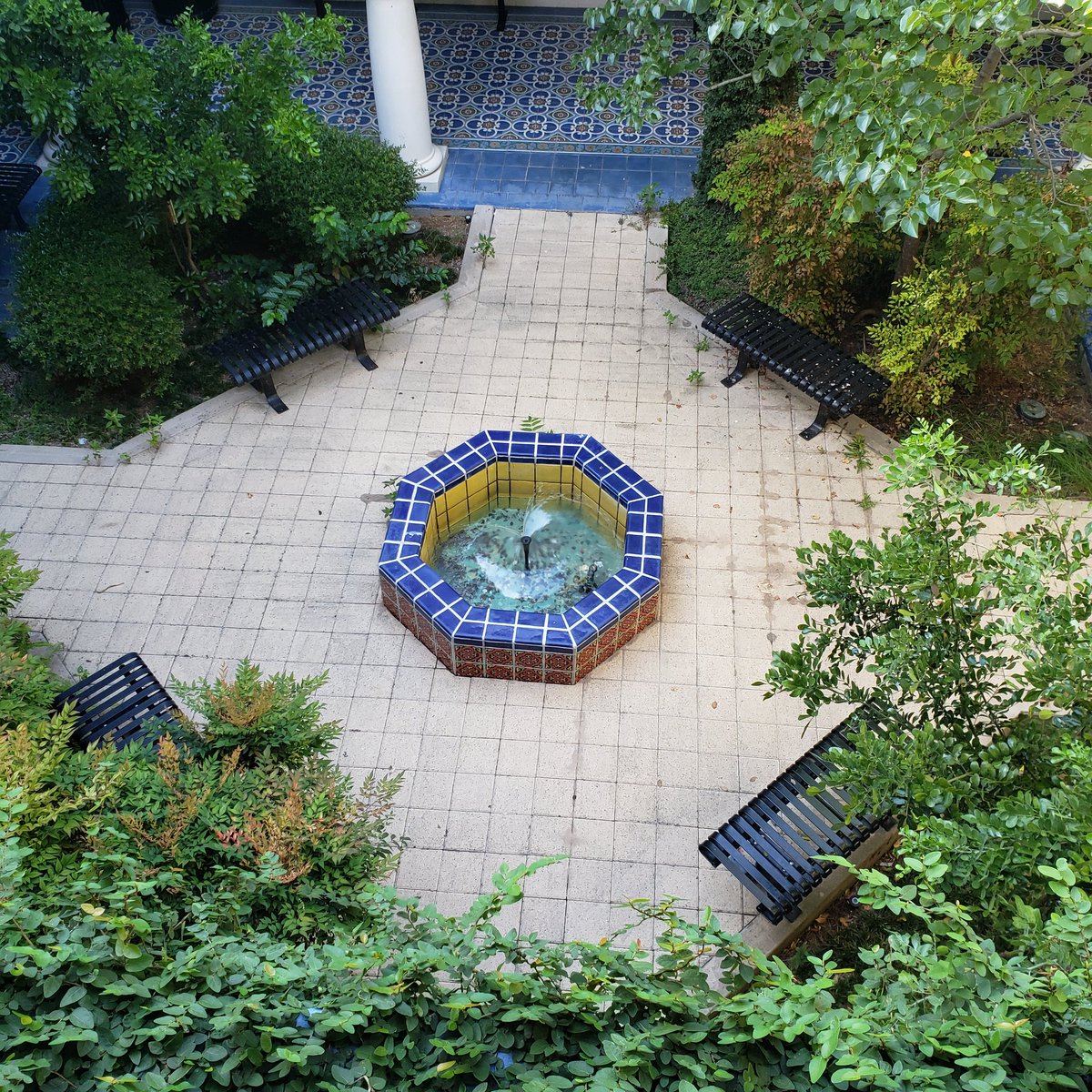 CapoJ007's tweet photo. I recently cleaned out my office and saw that nature has decorated our @txsthistory courtyard. I miss my history comrades, students, and professors. Looking forward to getting coffee with y'all again someday.
#ExtraShotOfHistory #HistorianInRepose #TXST #TXSTGC #PublicHistory https://t.co/5han9amHP0