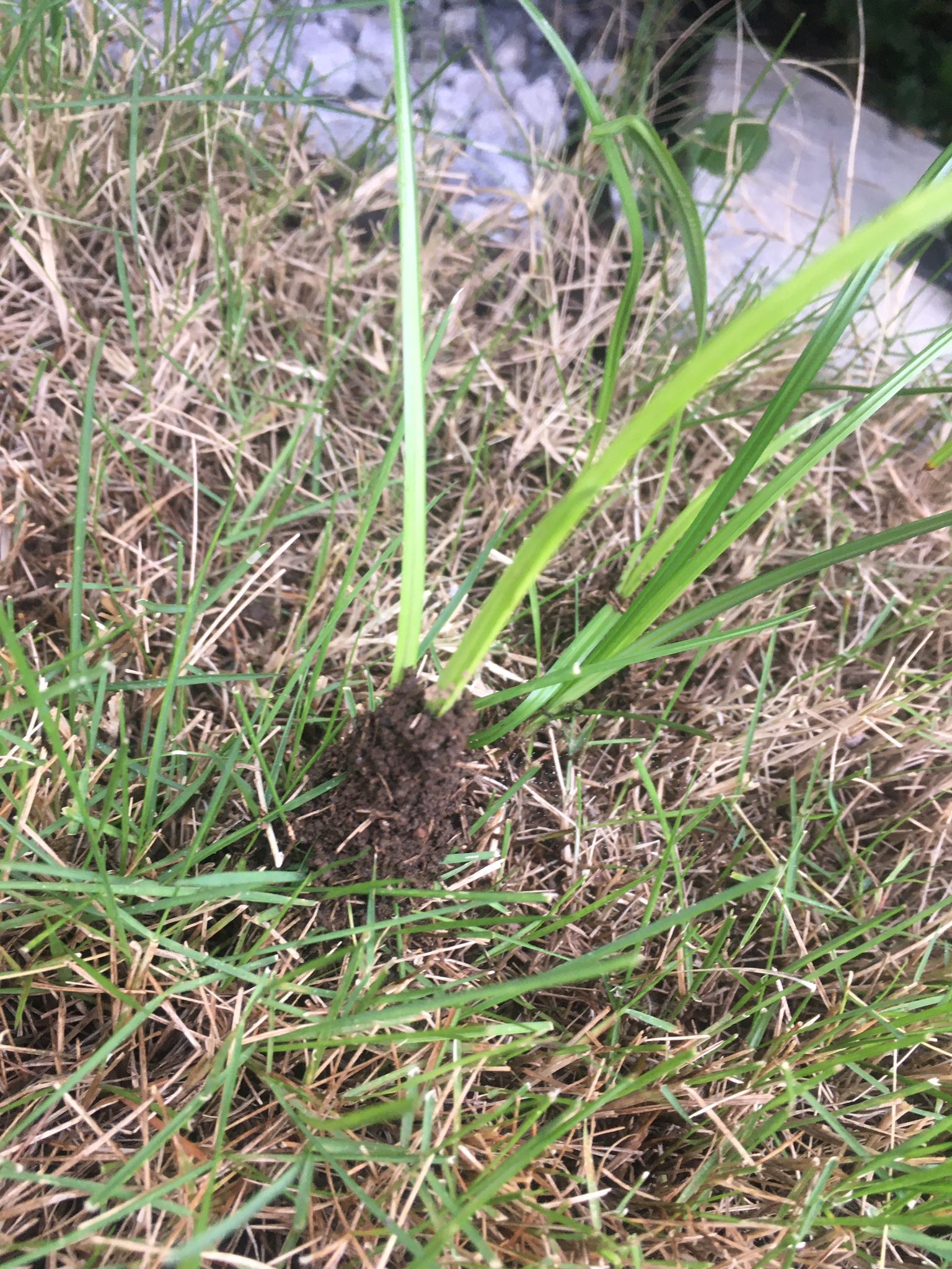 豊田ホタルの里ミュージアム ミミズについて その ミミズは土の上に糞塊というのが出ているので これを目印に探します 糞塊の形などで種類がなんとなく種類がわかることもあります T Co Qdpswoml8c Twitter