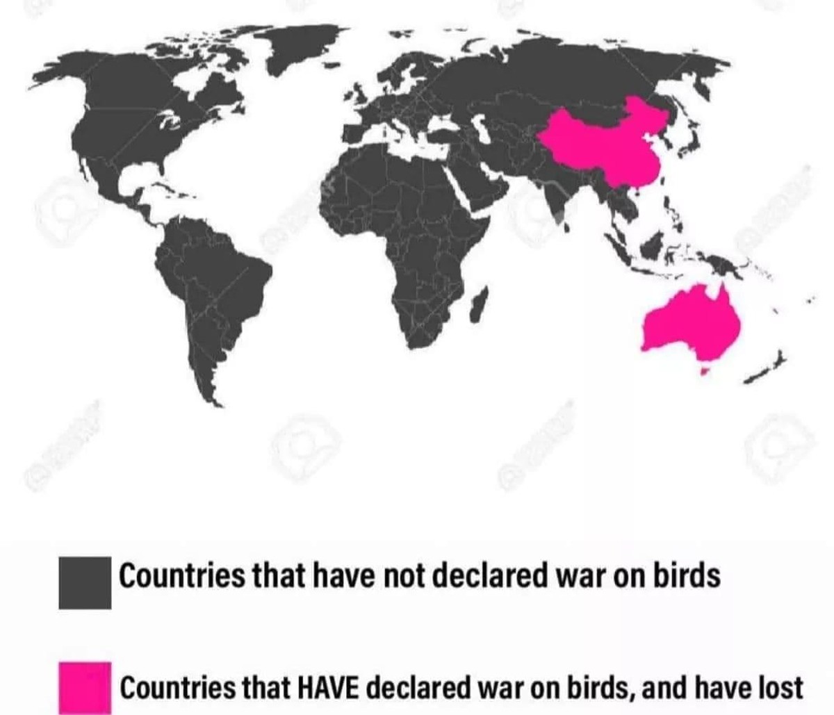 Selaria4's tweet photo. Hate to yield but #BirdTwitter gets a point for this
#birdvsfish #fishvsbird https://t.co/w6LUhdSMT7