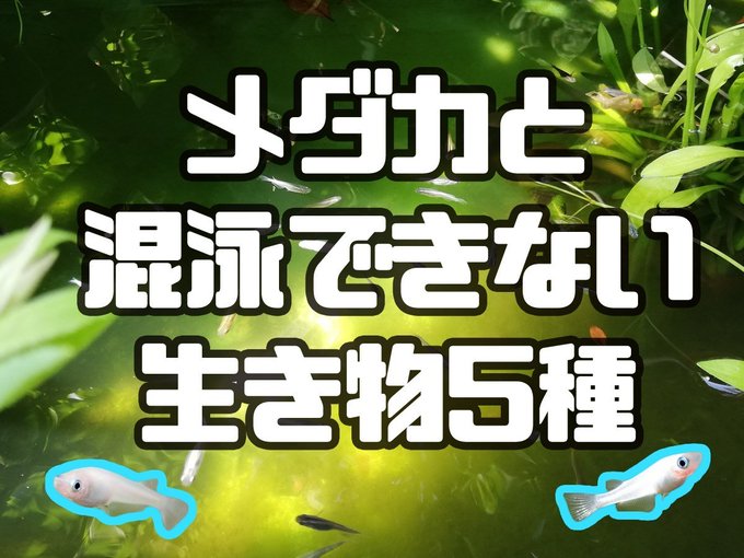 ドジョウのtwitterイラスト検索結果 古い順 ドジョウのtwitterイラスト検索結果 古い順