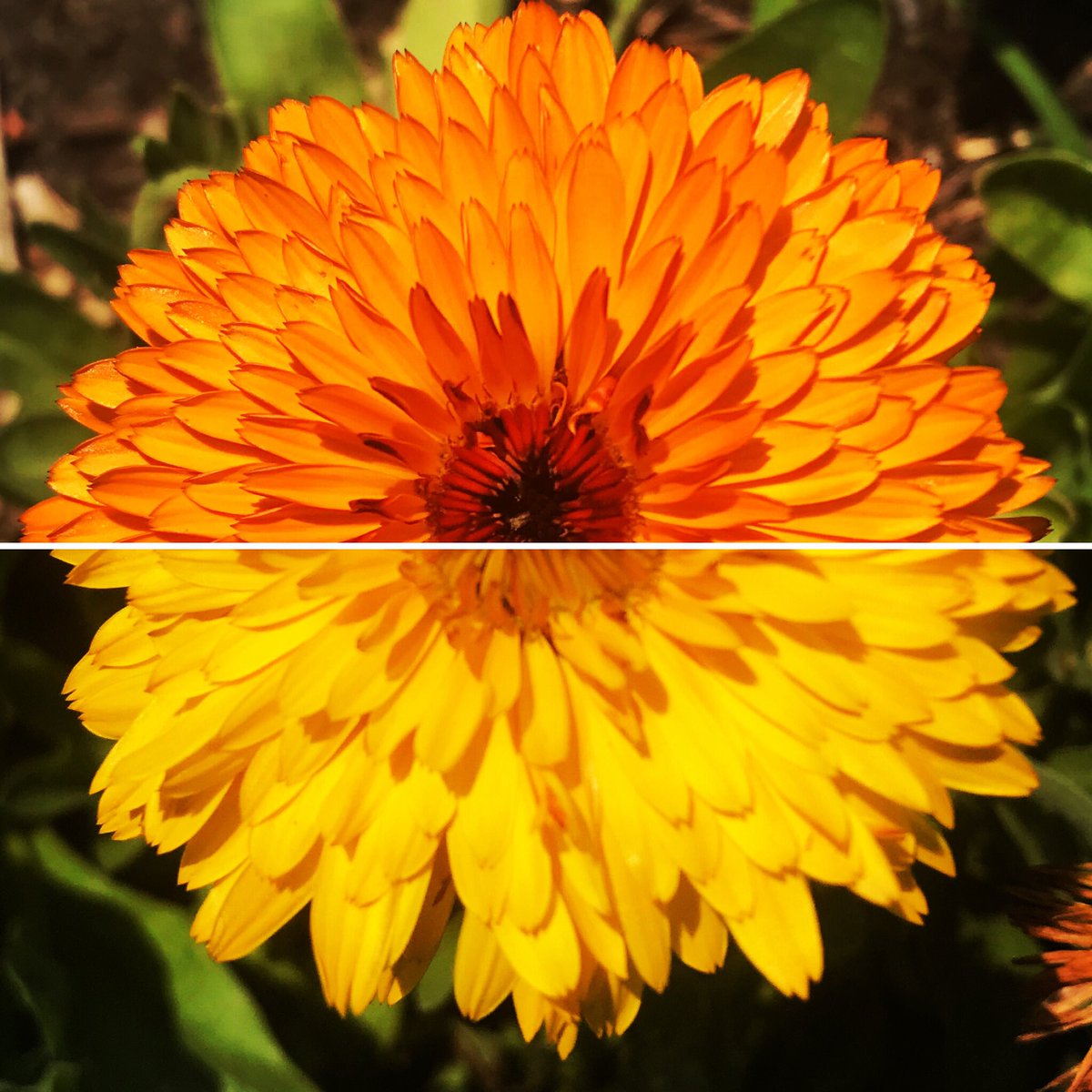 🌼Orange and Yellow edible Calendula Petals are available now! Sprinkle these silky smooth beauties on any plate that needs a bright burst of warm colours🧑‍🍳

🔥We’re offering 20% off all orders made by Friday, July 31 🔥 DM to order
#ygk #kingston_on #ygkeats