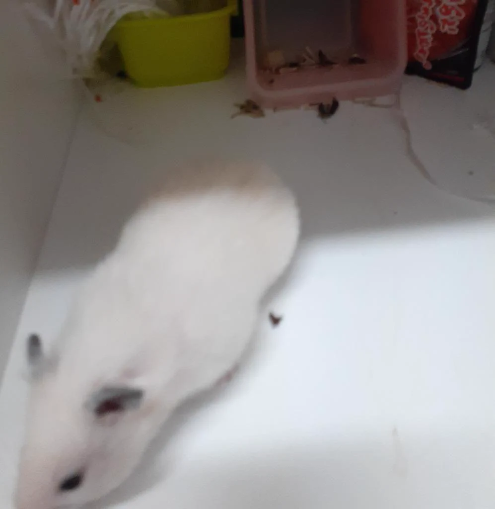 @kiririham こんにちは
うちも逃げてどんなにさがしてもいないって思ったらキッチンの棚の中でひまわりのたねを食べていたことがありました🤣みつかってよかったです😊 