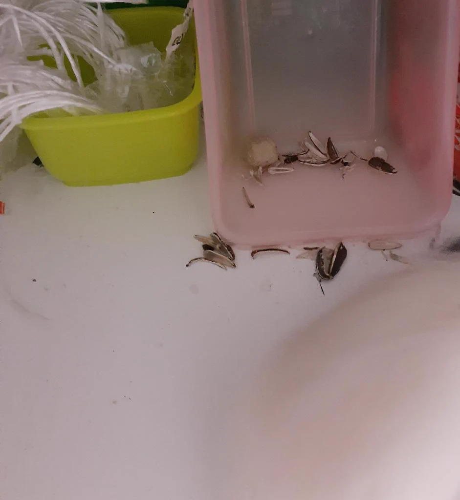 @kiririham こんにちは
うちも逃げてどんなにさがしてもいないって思ったらキッチンの棚の中でひまわりのたねを食べていたことがありました🤣みつかってよかったです😊 