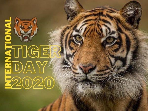 DrSudhakar_'s tweet photo. India is home to 70% of the world’s tiger population. With 524 tigers Karnataka is home to 2nd highest population of tigers in India. On this #InternationalTigerDay let us pledge to conserve our forests and natural habitats and save our biodiversity.

@PMOIndia https://t.co/0qx7IO0vB5