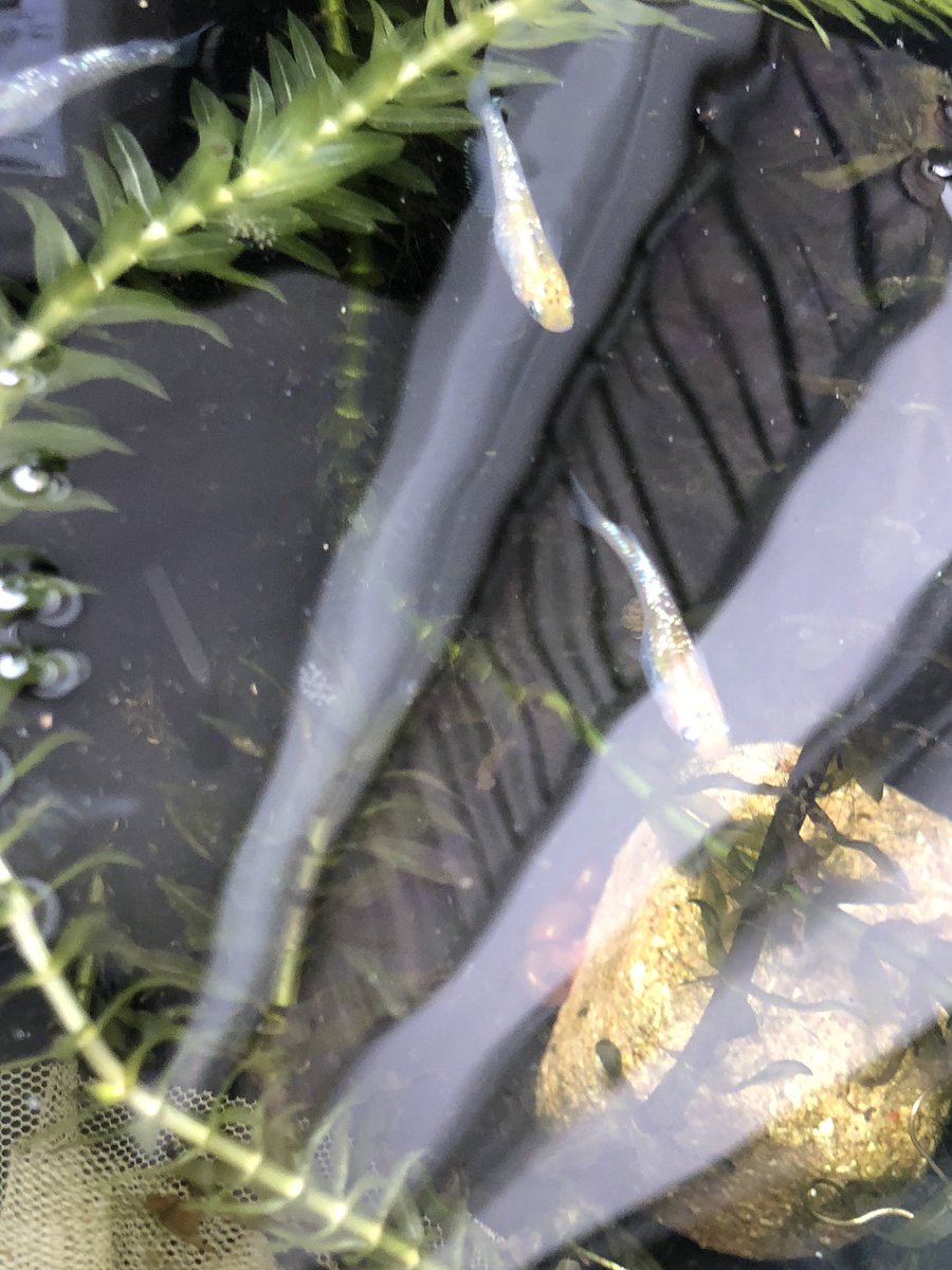 夜桜が今年初の卵つけてくれた😁
朝からハッピー🎵