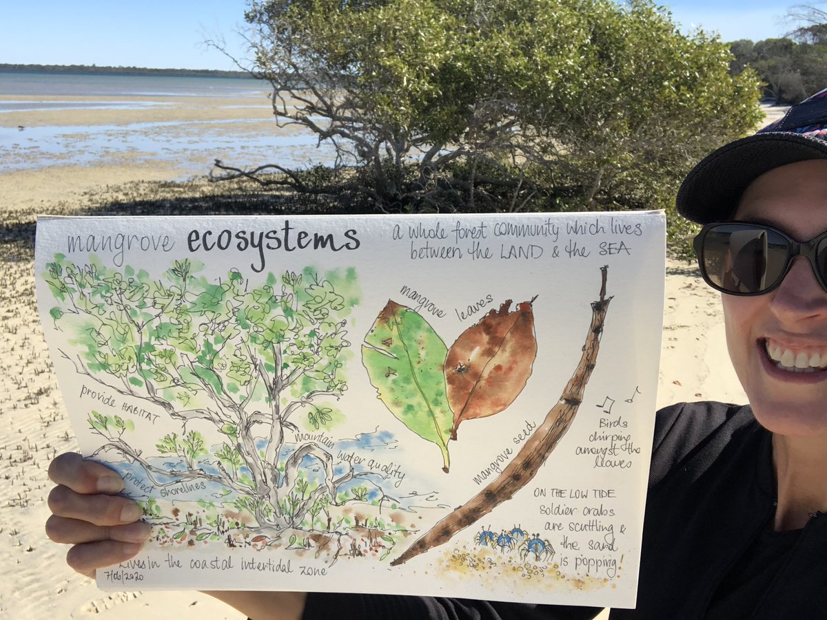 On my #Nature Walk Wednesday I’m #drawing attention to #MangroveDay AND World #natureconservation Day!

#Mangroves live on the edge between the land & #sea & fish flock to these salty forests! drsuepillans.com 💙 #MangrovesMatter #naturejournaling