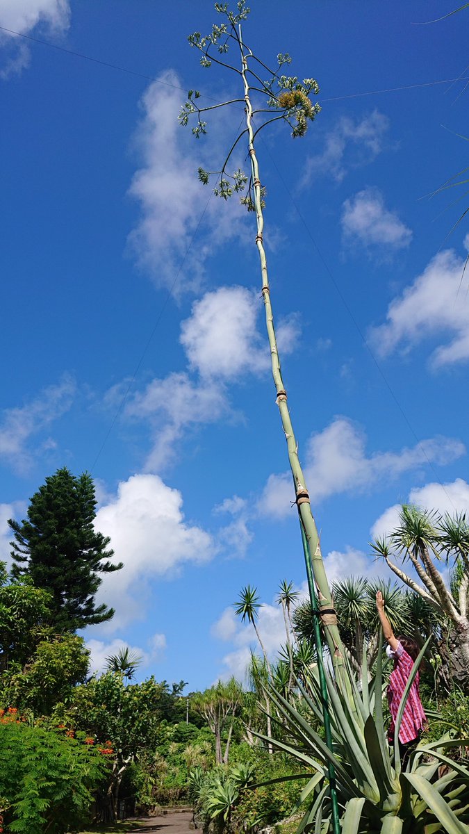 東南植物楽園 この種は生涯に1度だけ花が咲き 結実すると枯れる一回結実性の植物としても知られています 場 所 東南植物楽園 水上楽園 ロックガーデンエリア 見頃予想 7 月末 8 月上旬 9 月まで花 10 月までは子株が鑑賞できる予測