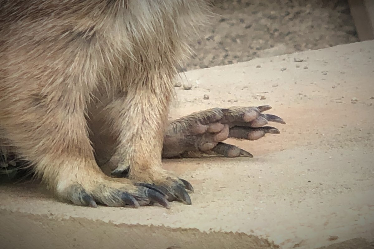 名古屋市東山動植物園 V Twitter ブログの内容とはあまり関係ないのですが プレーリードッグの肉球です 艸 公式ブログ プレ30 第70回 7月のプレミ編 アップしました T Co Kq3yesqyv9 東山動植物園 公式ブログ プレーリードッグ 名古屋市東山動植物園 V Twitter ブログの内容とはあまり関係ないのですが プレーリードッグの肉球です 艸 公式ブログ プレ30 第70回 7月のプレミ編 アップしました T Co Kq3yesqyv9 東山動植物園 公式ブログ プレーリードッグ
